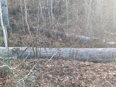 Looking to purchase land. 3  acres in the valley east area. Image# 1