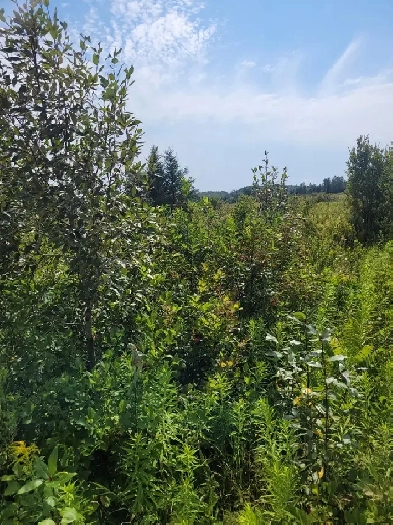 VACANT LAND - 303 TALON CRESCENT, BONFIELD, ON Image# 2