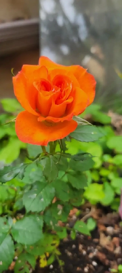 Wanted: Acreage Rental or Rent-to-Own Opportunity for Family Image# 1