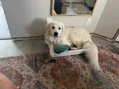 looking for rental (not a single room) Image# 1