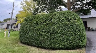 TAILLE HAIE / RABBATAGE/  HEDGE TRIMMING/TOPPING/ BRANCHES Image# 5