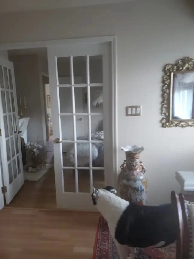 My k9 baby and i looking for one roomy ... Image# 5