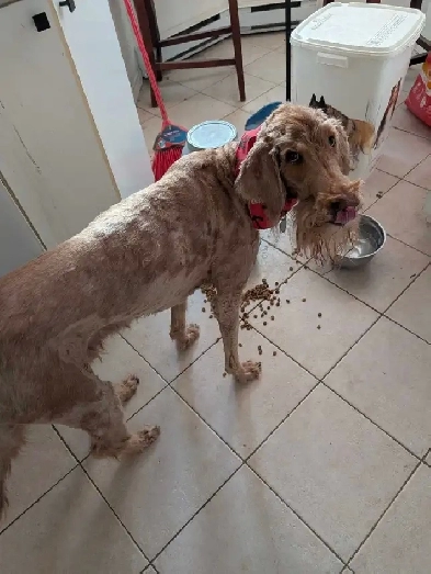 logement pour moi et mon chien Image# 1