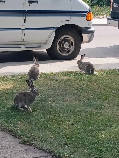 Looking for a roommate Image# 1