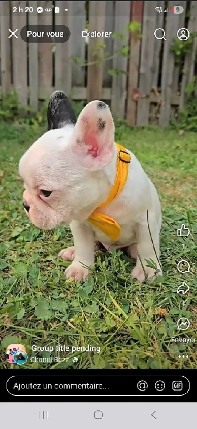 bouledogue français pure race Image# 3