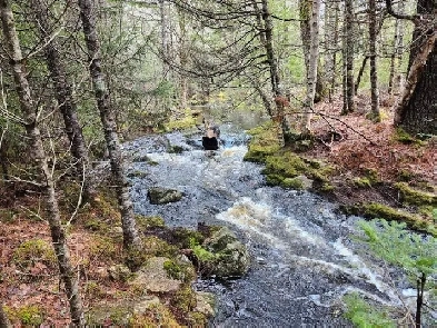 Douglas fir and maple tree 5.5 acre lot by a brook Image# 1