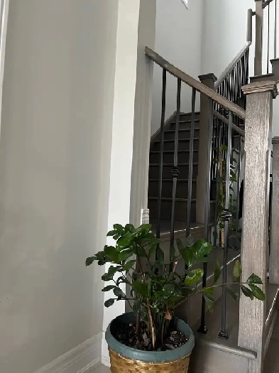 Markham Room to Rent Image# 3
