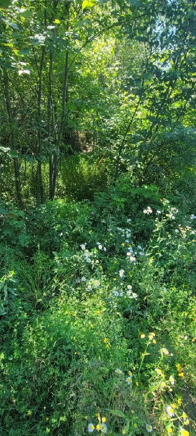 8.9 Acres of Peace and Tranquility in Cottage Country Image# 1