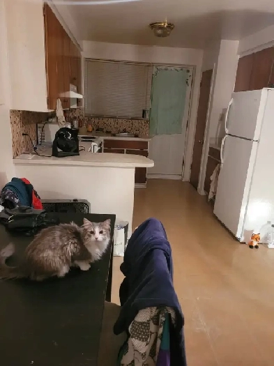 Room for rent 700$ everything included Image# 5