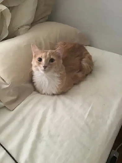 LOOKING FIR PET FRIENDLY ONE BEDROOM APT Image# 1