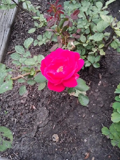 Bedroom in basement suite for rent Image# 1