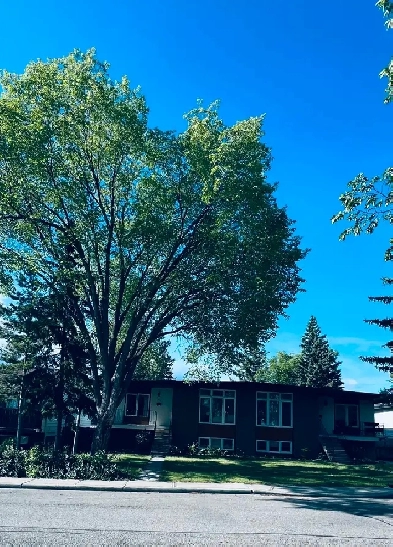 Charming Fourplex Basement Suite Available Image# 1