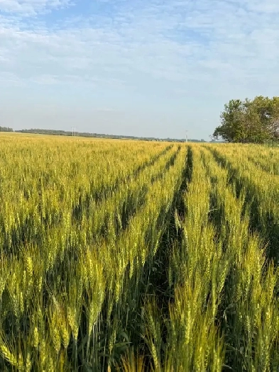 WANTED looking for Farmland to rent Canora area Image# 1