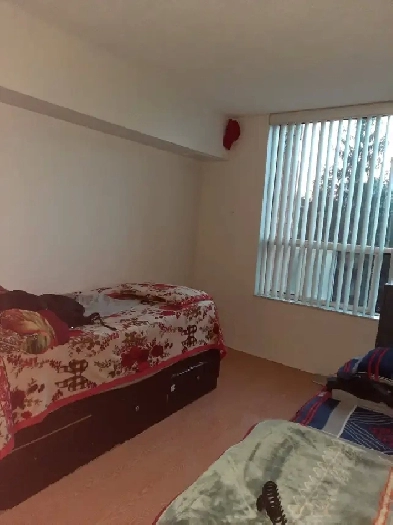 Room for Rent beside Humber College - Vegetarian Female only! Image# 1