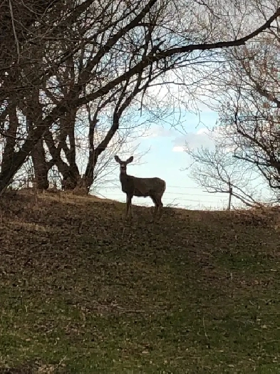 Very nice bsmt rm in the country in the city Image# 1