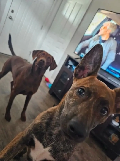 Room for Rent Image# 1