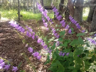 Acreage with rooms to let, rent, share or sell Image# 3