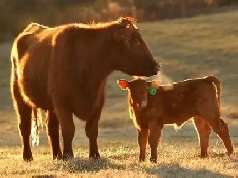 ISO: Pasture Land Image# 1