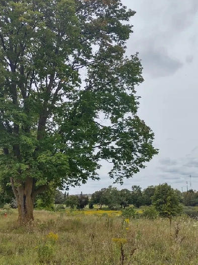 ROOM FOR RENT, BATHROOM INCLUDED Image# 1