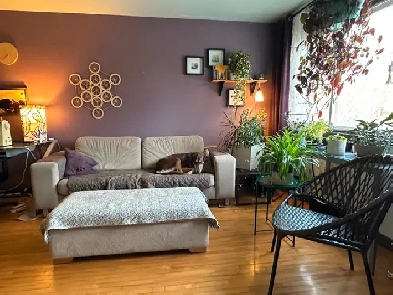 LF quiet, mature individual to share home in Carlington Image# 2
