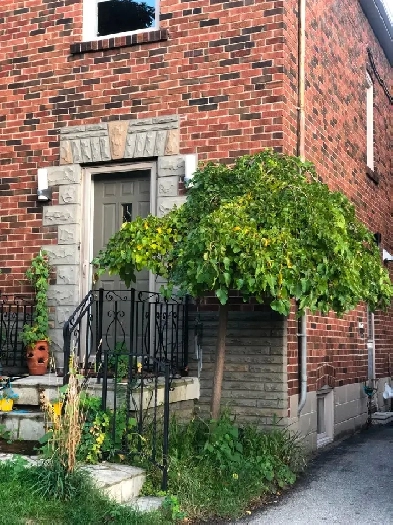 Toronto West Smythe Park: furnished bdrm. or basement apt. Image# 1