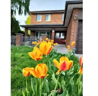 separate entrance Basement $2000 on Dufferin & Steeles Image# 1