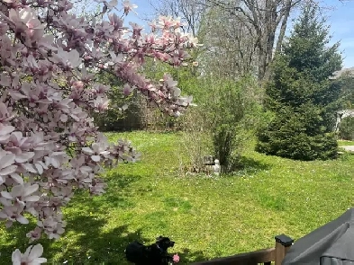 Room for rent in fully renovated house in Ancaster Image# 1