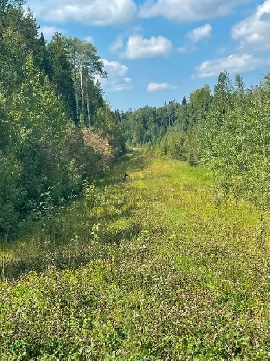 Looking for a undeveloped lot at lake Wabamun. Image# 1