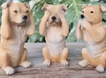 Female looking for room to rent