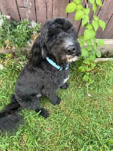 Looking for roommate Image# 1