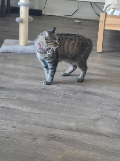 looking for a pet friendly (2 cats) room from now to Nov Image# 2
