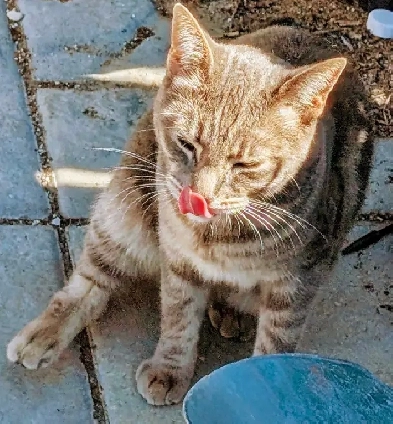 cat friendly place under $900 smoking outside or inside Image# 1