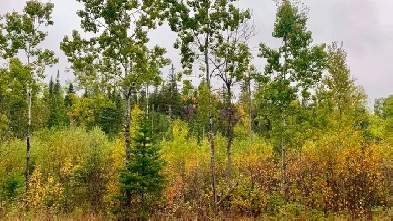 30 Acres for Sale – Neebing Township – $70,000 Image# 1