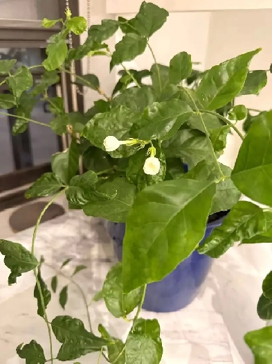 TORONTO | DOWNTOWN | SHORT TERM FULLY FURNISHED $3,100 Image# 1