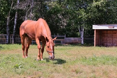 Potential room for rent on hobby farm Image# 4
