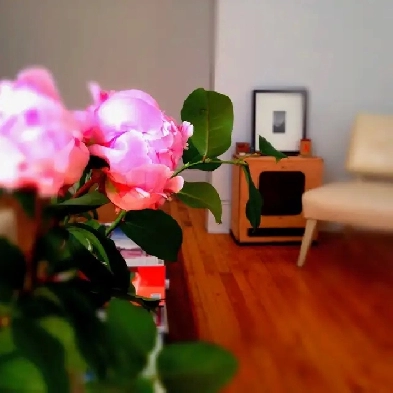 Chambre à louer/Apt. to Share - Plateau-Mont-Royal /mid-Nov. Image# 1