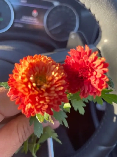 Maple home for Rent Image# 1