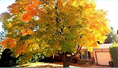 Crystal Beach! Single House with 3 Bedrooms for rent Image# 1