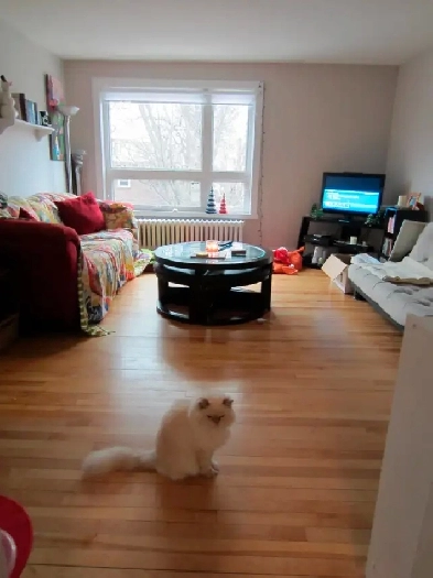 2 Bedroom Apartment (Inglis & Lucknow) Image# 7