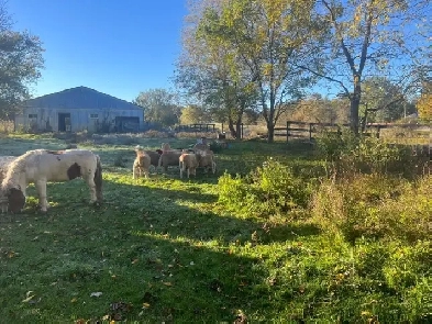 newtonville basement for rent Image# 1