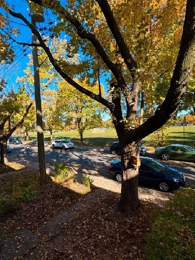 Lumineux 3 1/2 à louer dans Rosemont Image# 1