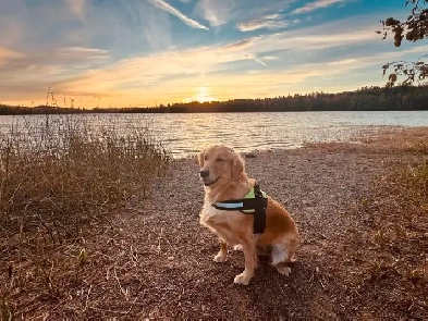 Seeking pet friendly house with fenced yard Image# 1