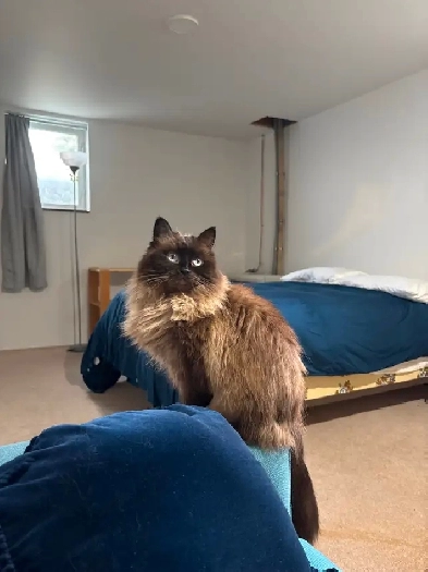 Room for Rent Takhini West Avail Oct 15 2025 Image# 2