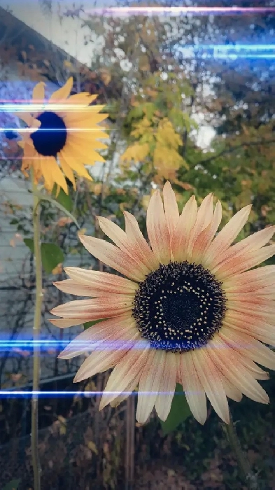 ISO: 3-4 Bedroom house for End of Nov or start of December. Image# 1