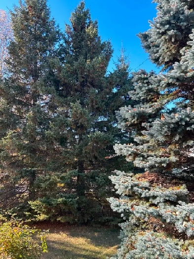 Terre à bois Image# 1