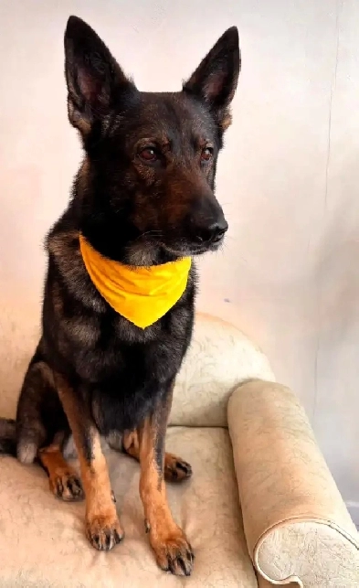 Cession de bail – Condo 5 ½ à louer | Gros chiens acceptés Image# 1