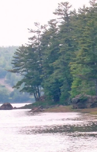 15 Acres wood land with shorefront on Saint Croix River Image# 1