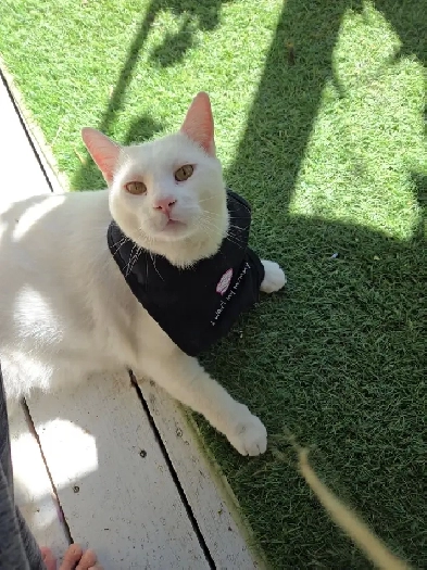 Seeking one bedroom pet friendly rental. Image# 1