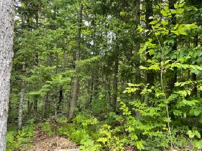 Beautiful 2 Acres Property-Haliburton Seller Financing $490/mth Image# 2