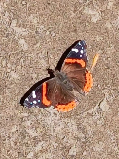 Need room for nov 1  $600 max Image# 1